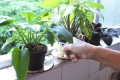 dengue